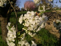 /album/elado-csaladi-haz/a2013-aprilis-23-075-jpg/